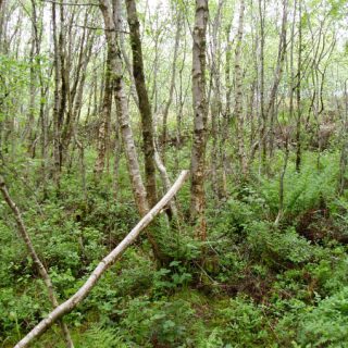 WL4A: Betula pubescens – Vaccinium myrtillus woodland