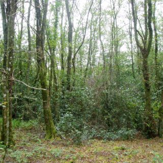 WL4A: Betula pubescens – Vaccinium myrtillus woodland