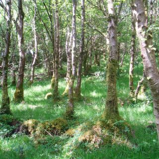WL4B: Betula pubescens – Agrostis capillaris woodland