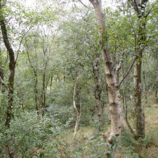 WL4B: Betula pubescens – Agrostis capillaris woodland