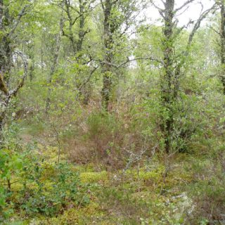 WL4C: Betula pubescens – Sphagnum palustre woodland