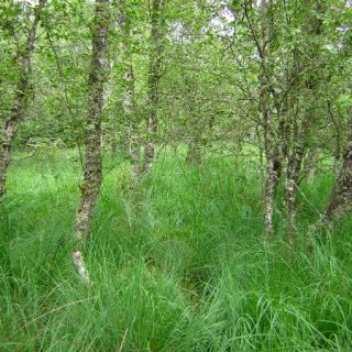WL4C: Betula pubescens – Sphagnum palustre woodland
