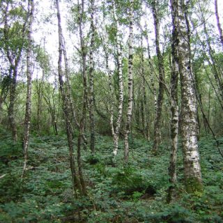 WL4D: Betula pubescens – Rubus fruticosus agg. woodland