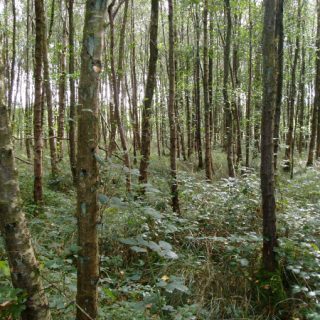 WL4D: Betula pubescens – Rubus fruticosus agg. woodland