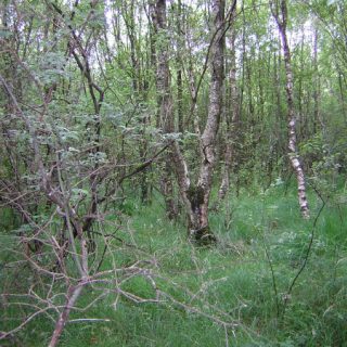 WL4E: Betula pubescens – Salix cinerea woodland