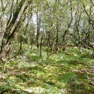 WL4E: Betula pubescens – Salix cinerea woodland