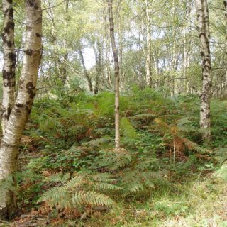 WL4F: Betula pubescens – Pteridium aquilinum woodland