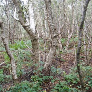 WL4F: Betula pubescens – Pteridium aquilinum woodland
