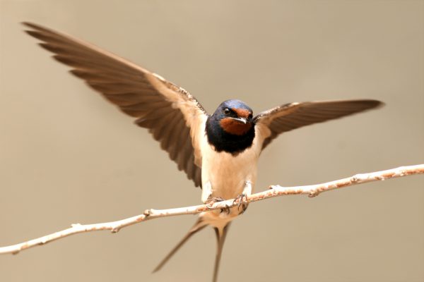 Swallow