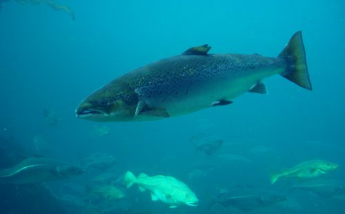 Atlantic Salmon