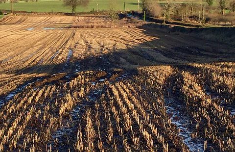 Winter stubble