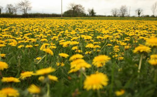 Dandelions