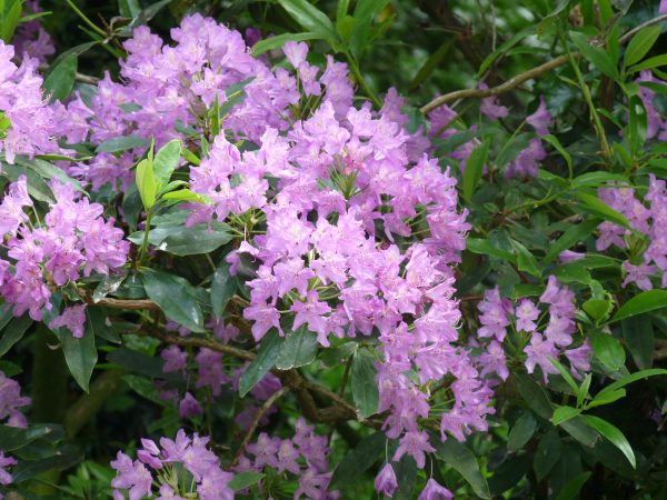 Rhododendron