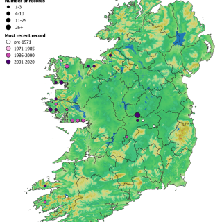 BG1A map: Sphagnum cuspidatum – Sphagnum subsecundum agg. hollow