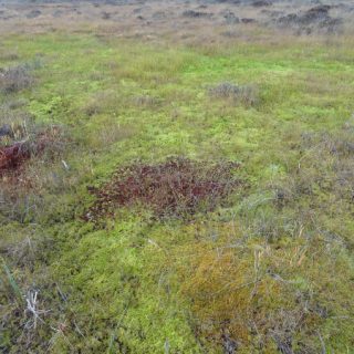 BG1A: Sphagnum cuspidatum – Sphagnum subsecundum agg. hollow