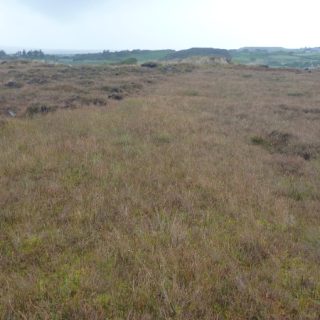 BG1A: Sphagnum cuspidatum – Sphagnum subsecundum agg. hollow