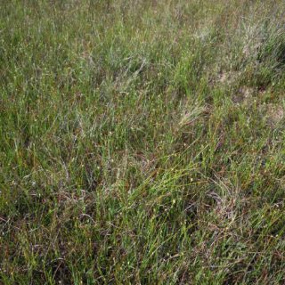 BG1B: Rhynchospora alba – Narthecium ossifragum bog