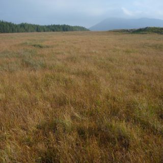 BG1B: Rhynchospora alba – Narthecium ossifragum bog
