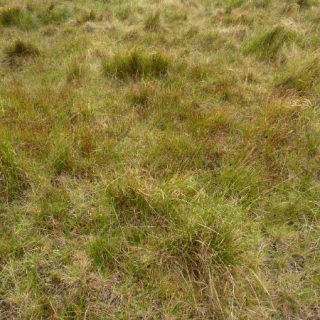 BG1C: Schoenus nigricans – Eriophorum angustifolium bog