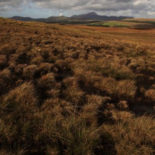BG1C: Schoenus nigricans – Eriophorum angustifolium bog