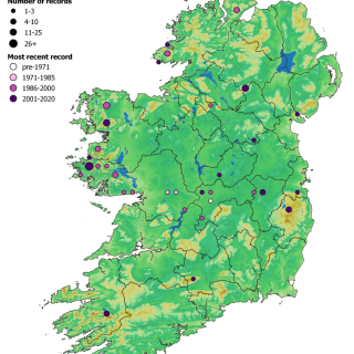 BG1D map: Eriophorum angustifolium – Campylopus introflexus bog