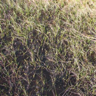 BG1D: Eriophorum angustifolium – Campylopus introflexus bog