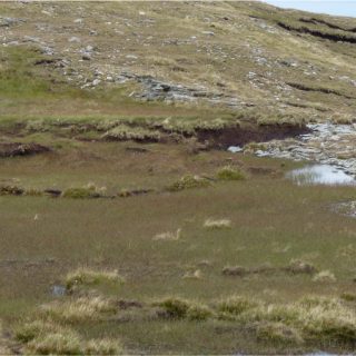 BG1D: Eriophorum angustifolium – Campylopus introflexus bog