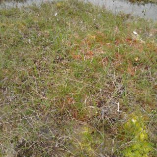 BG2B: Erica tetralix – Andromeda polifolia bog