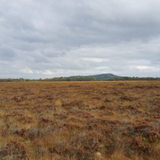BG2B: Erica tetralix – Andromeda polifolia bog
