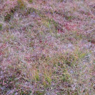 BG2C: Erica tetralix – Molinia caerulea – Cladonia portentosa peatland