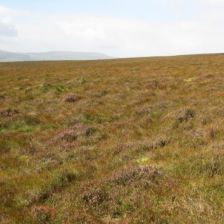 BG2C: Erica tetralix – Molinia caerulea – Cladonia portentosa peatland