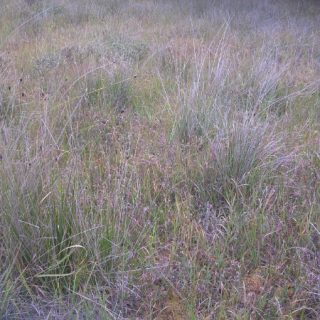 BG2D: Erica tetralix – Schoenus nigricans bog