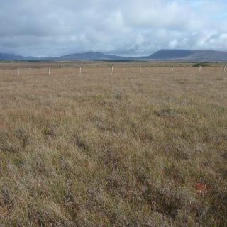 BG2D: Erica tetralix – Schoenus nigricans bog