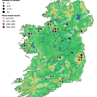 BG2E map: Calluna vulgaris – Eriophorum spp. bog