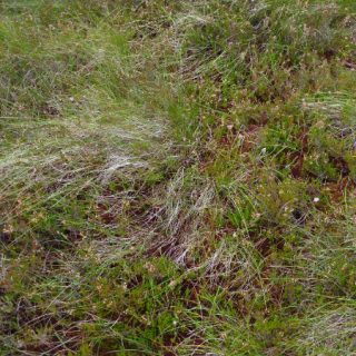 BG2E: Calluna vulgaris – Eriophorum spp. bog