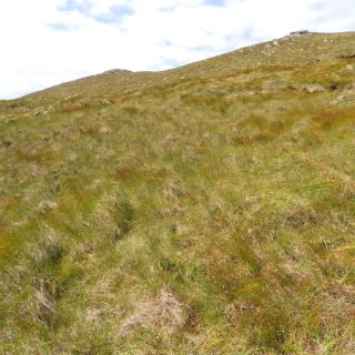 BG2F: Trichophorum cespitosum/germanicum – Eriophorum angustifolium peatland