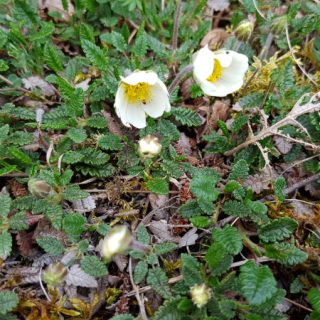 HE1A: Dryas octopetala – Sesleria caerulea heath
