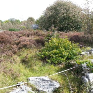 HE1A: Dryas octopetala – Sesleria caerulea heath