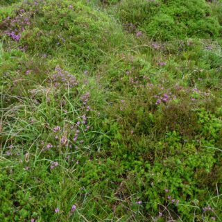 HE2A: Ulex gallii – Erica cinerea heath