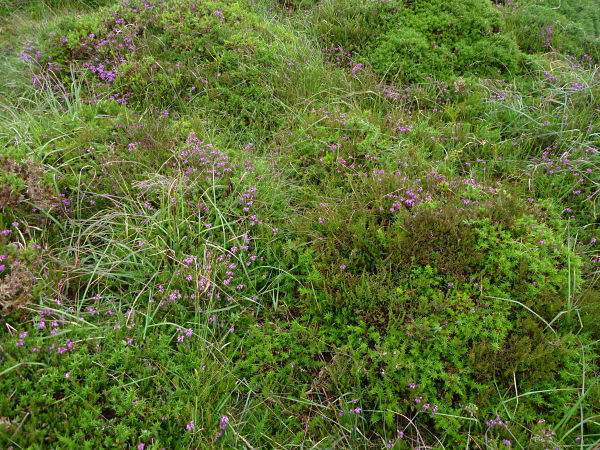 Heathland with Bell Heather - Ling and Dwarf Gorse on Slepe Heath