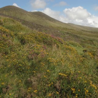 HE2A: Ulex gallii – Erica cinerea heath