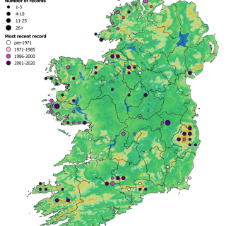 HE2B map: Calluna vulgaris – Hypnum jutlandicum heath