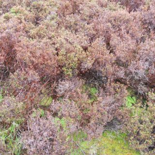 HE2B: Calluna vulgaris – Hypnum jutlandicum heath