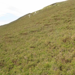 HE2B: Calluna vulgaris – Hypnum jutlandicum heath