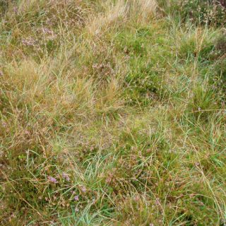 HE2C: Calluna vulgaris – Agrostis capillaris heath