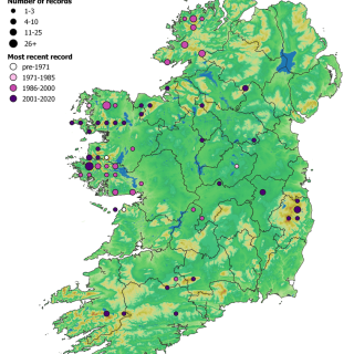 HE2D map: Calluna vulgaris – Molinia caerulea – Erica cinerea heath