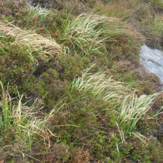 HE2D: Calluna vulgaris – Molinia caerulea – Erica cinerea heath