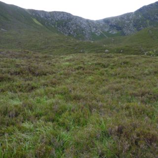 HE2D: Calluna vulgaris – Molinia caerulea – Erica cinerea heath