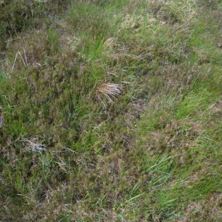 HE2E: Calluna vulgaris – Trichophorum cespitosum/germanicum heath