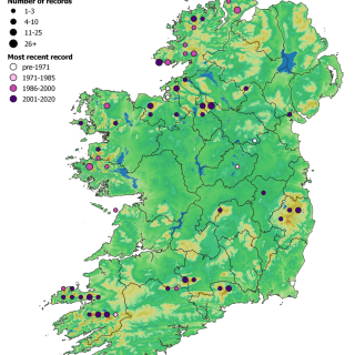 HE3A map: Calluna vulgaris – Hylocomium splendens heath